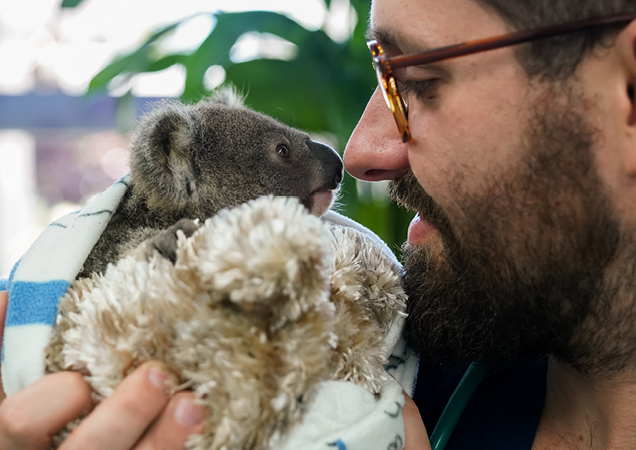 Koala being held by an RSPCA Queensland Team member.